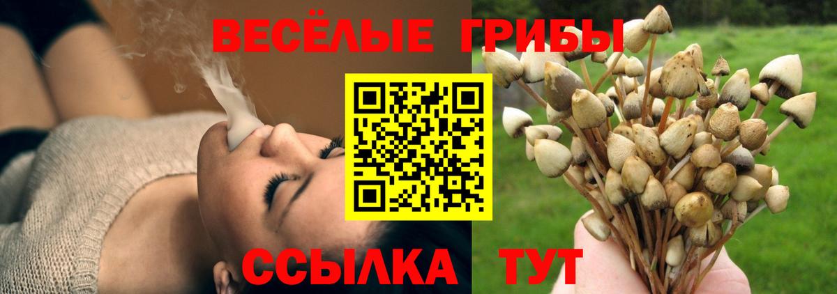 Псилоцибиновые грибы Cubensis Кировск